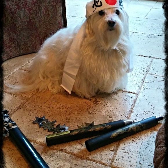 Hi, I'm Eve...& I'm a Poshaholic! - Picture 8 of 8